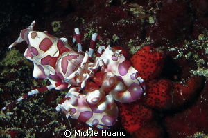 DINING
Harlequin shrimp having starfish
Northeast coast... by Mickle Huang 